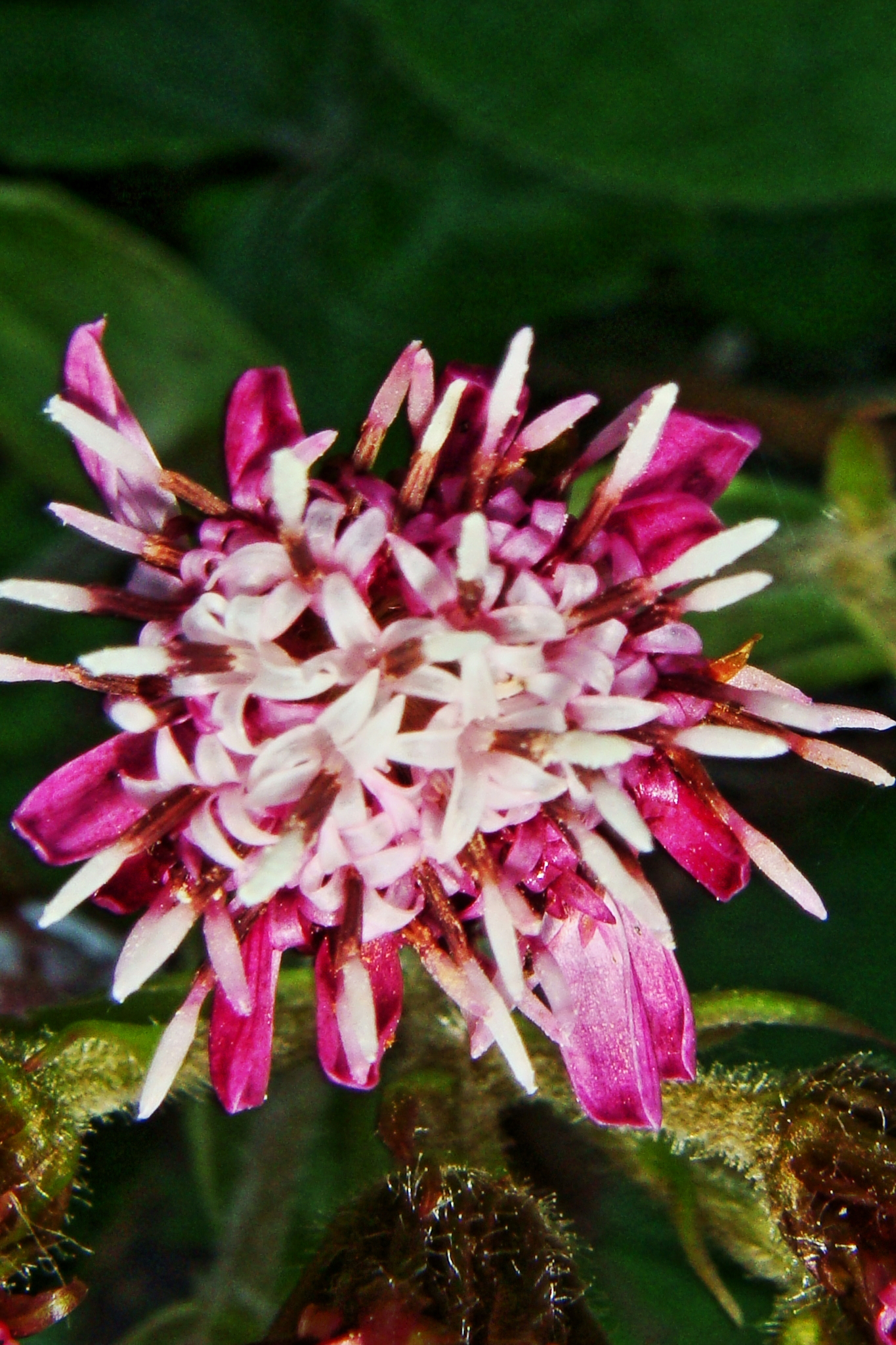 Petasites