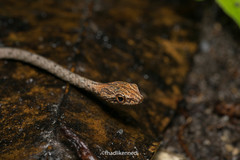 Dryophiops rubescens