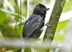 Black Antshrike photo 2