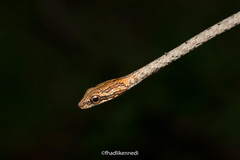 Dryophiops rubescens