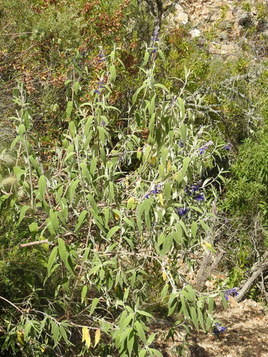 Image of Salvia retinervia by no rights reserved