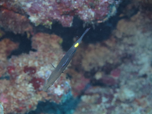 Arrowhead soapfish (Belonoperca chabanaudi) — Serranidae — 5