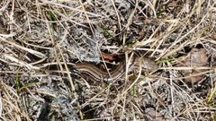 Plestiodon septentrionalis