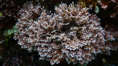Corallina ferreyrae