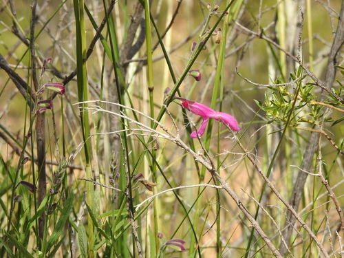 Salvia orbignaei, photograph 6