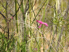 Salvia orbignaei