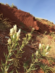 Mentzelia decapetala