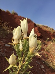 Mentzelia decapetala