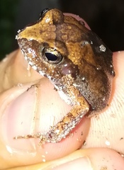 Arthroleptis stenodactylus