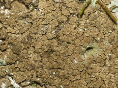 Endocarpon pallidulum