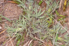 Lupinus bracteolaris