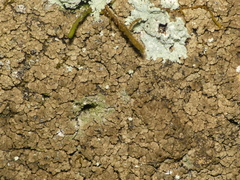 Endocarpon pallidulum