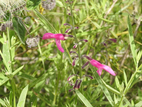Salvia orbignaei, photograph 5