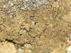 Endocarpon pallidulum