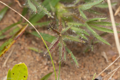 Lupinus bracteolaris