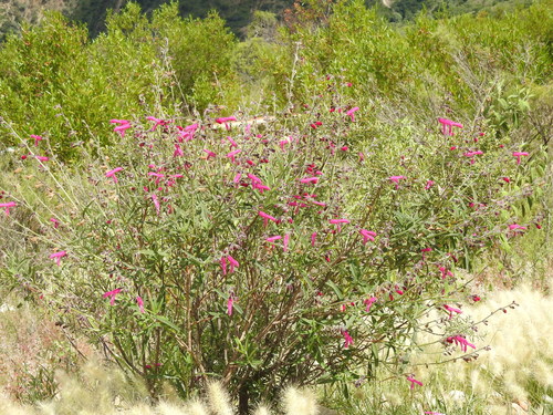 Salvia orbignaei, photograph 4
