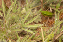 Lupinus bracteolaris