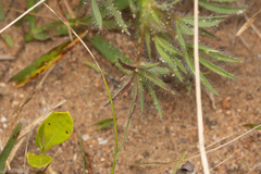 Lupinus bracteolaris