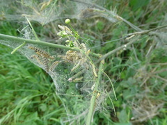 Yponomeuta cagnagella