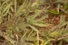 Lupinus bracteolaris