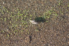 Ellipsoptera puritana