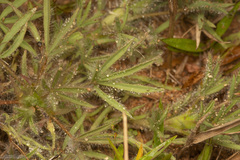 Lupinus bracteolaris