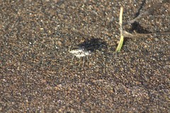 Ellipsoptera puritana