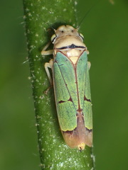 Pseudometopia amblardii