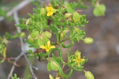 Roepera aurantiaca aurantiaca
