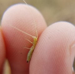 Oecanthus celerinictus