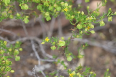 Roepera aurantiaca aurantiaca