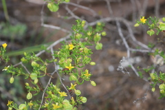 Roepera aurantiaca aurantiaca