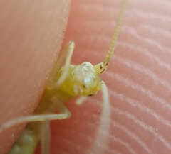 Oecanthus celerinictus