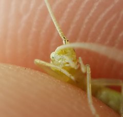 Oecanthus celerinictus