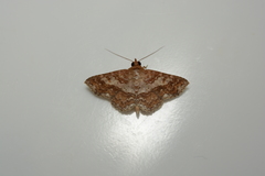 Antiblemma nitidaria