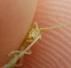 Oecanthus celerinictus