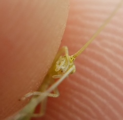 Oecanthus celerinictus