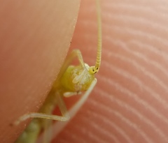 Oecanthus celerinictus