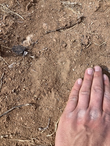 Desert Cottontail photographed in Utah