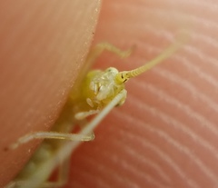 Oecanthus celerinictus