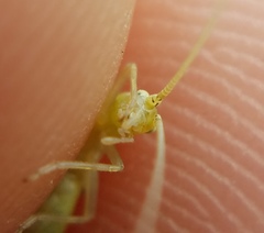 Oecanthus celerinictus