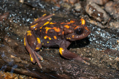 Telmatobufo venustus