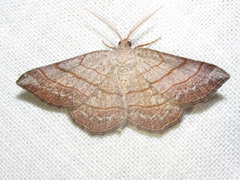 Eumacaria madopata