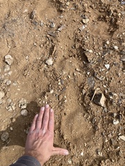 Equus caballus
