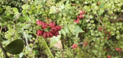 Gaultheria antipoda