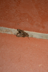 Virbia medarda