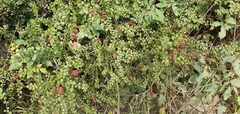 Gaultheria antipoda