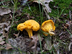 Cantharellus flavus