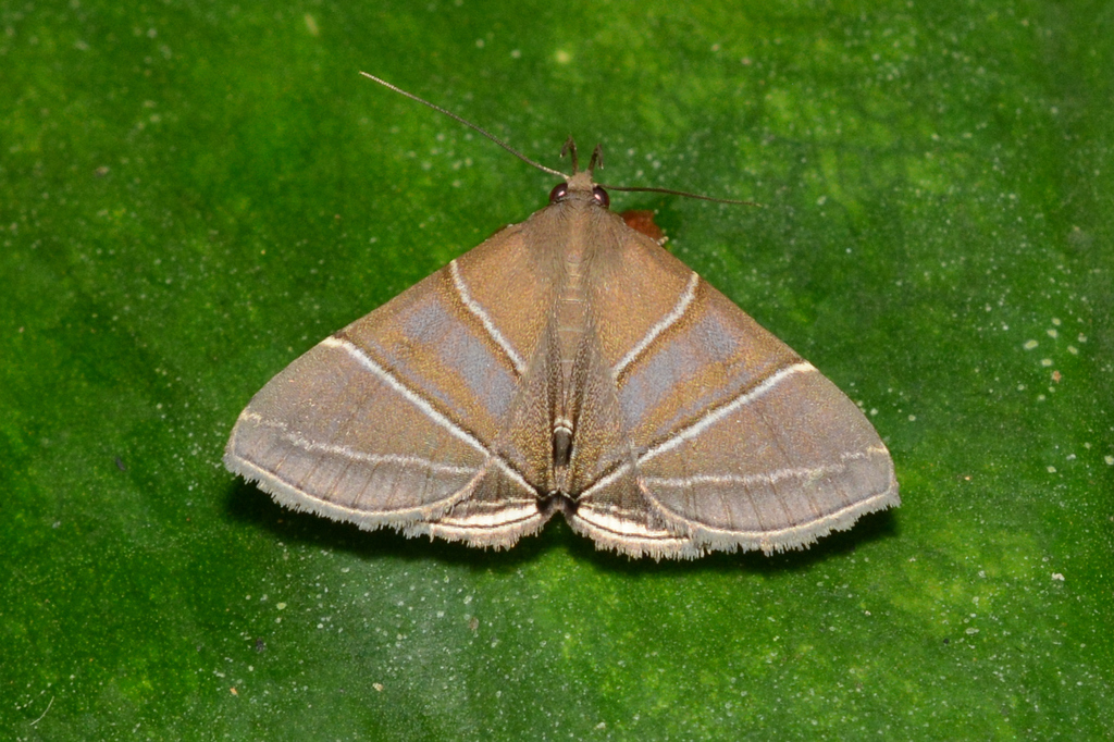 Rejectaria theclalis