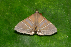 Rejectaria theclalis